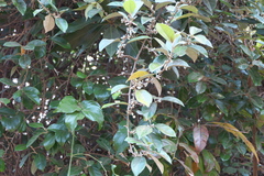 Elaeagnus latifolia