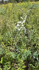 Baptisia alba
