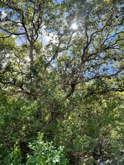 Quercus sinuata