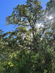 Quercus sinuata