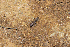 Allothereua maculata