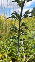 Baptisia alba