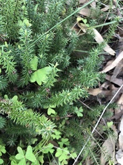 Acrotriche serrulata