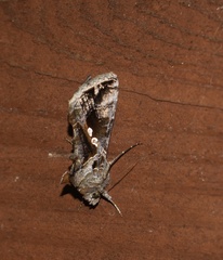 Chrysodeixis