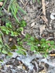 Phyllanthopsis phyllanthoides