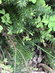 Acrotriche serrulata