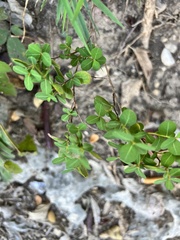 Phyllanthopsis phyllanthoides