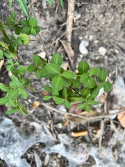 Phyllanthopsis phyllanthoides