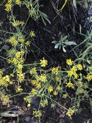 Lomatium