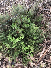 Acrotriche serrulata