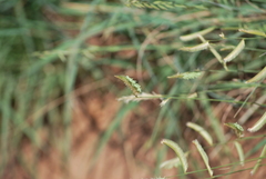 Bouteloua gracilis