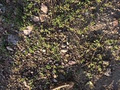 Arenaria serpyllifolia