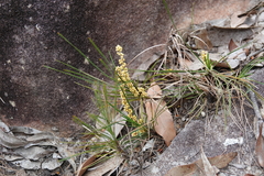 Lomandra glauca