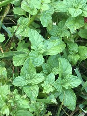 Clinopodium douglasii