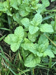 Clinopodium douglasii