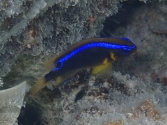 Chrysiptera leucopoma