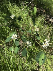 Amelanchier alnifolia