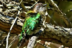 Chrysococcyx lucidus