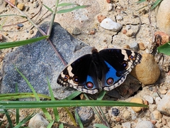 Junonia orithya