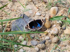 Junonia orithya