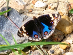 Junonia orithya