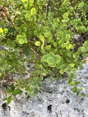 Phyllanthopsis phyllanthoides