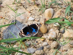 Junonia orithya