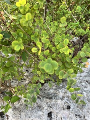 Phyllanthopsis phyllanthoides