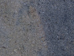 Synodus dermatogenys