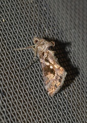 Chrysodeixis