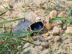 Junonia orithya