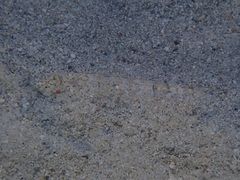 Synodus dermatogenys