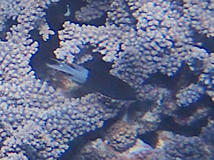 Acanthochromis polyacanthus