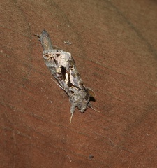 Chrysodeixis