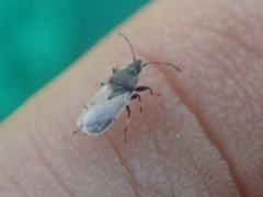Oxycarenus