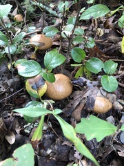 Suillus luteus