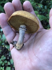 Suillus luteus