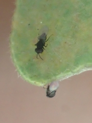 Ooencyrtus telenomicida