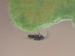 Ooencyrtus telenomicida