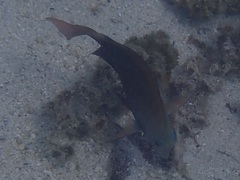 Acanthurus nigrofuscus