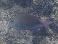 Acanthurus nigrofuscus