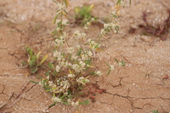 Alternanthera nodiflora