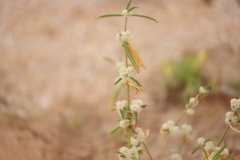 Alternanthera nodiflora