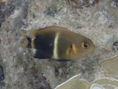 Chrysiptera leucopoma