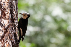 Dryobates albolarvatus