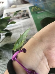 Anaulacomerina