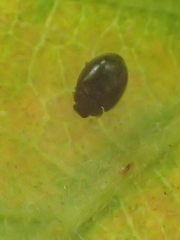Sticholotidinae