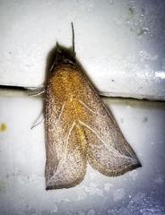 Phyprosopus callitrichoides