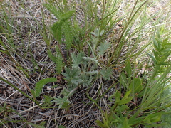 Potentilla hippiana