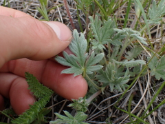 Potentilla hippiana